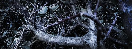 pruning firethorn pyracantha