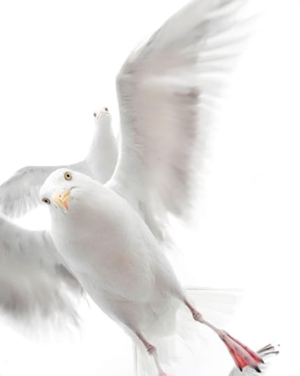 Herring Gulls by Ekaterina Bee