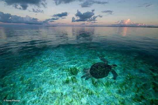 ''Realm of the Seychelles'' by Thomas Peschak