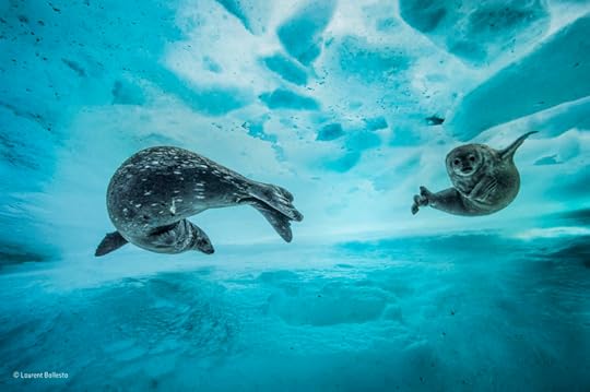 Weddell seals by Laurent Ballesta