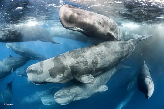 Sperm whales in Sri Lanka by Tony Wu