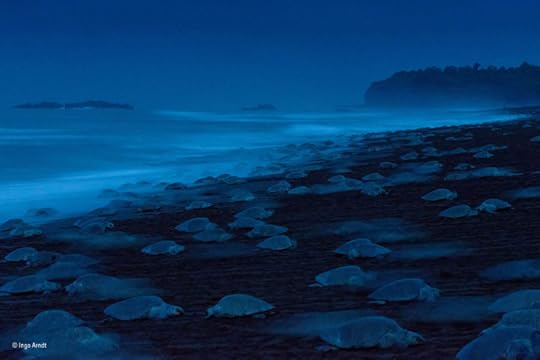 Night of the Turtles by Ingo Arndt