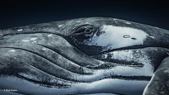 Female humpback whale by Wade Hughes