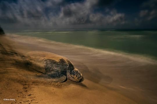 Nesting leatherback turtle by Brian Skerry