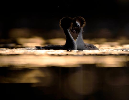 Great Crested Grebes by Knut Erik Aln��s (Norway)