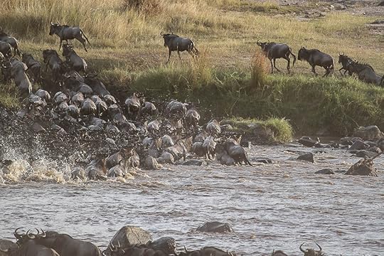 Wildebeest migration, 10 reasons to visit the Serengeti in Tanzania on safari