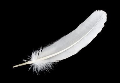 white feather