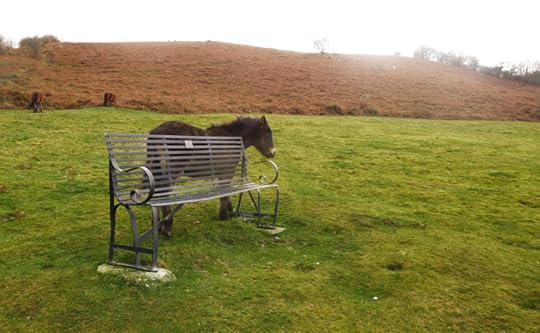 Dartmoor pony by the Commons bench