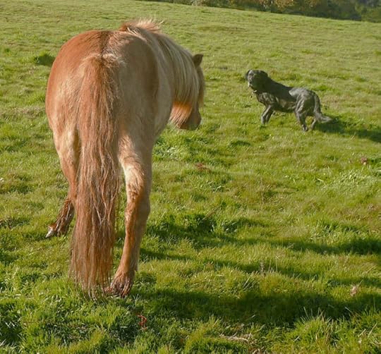 Pony and hound
