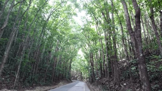 1 Bohol, 10 Fun Things to do in the Philippines, Philippines Islands, Philippines Destinations, Philippines Travel Guide, Philippines Fun, Survive Travel