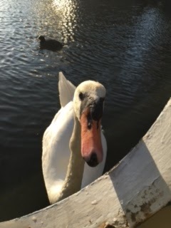 swans, portals, houseboat, houseboat for rent, amsterdam