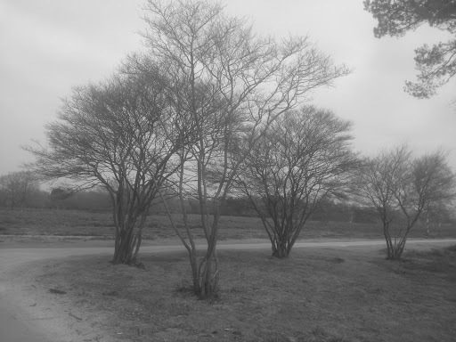 Google Photo
