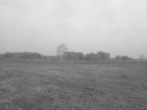 Google Photo