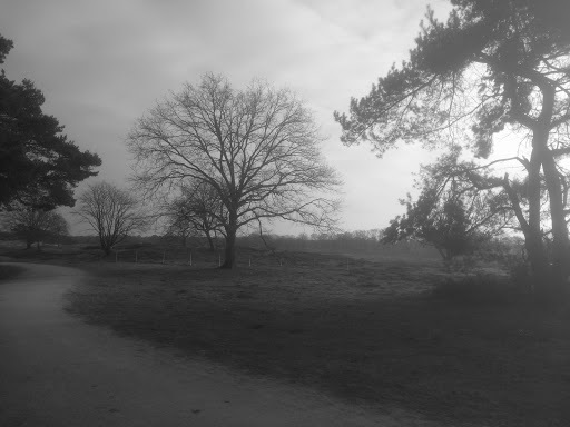 Google Photo