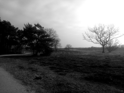 Google Photo