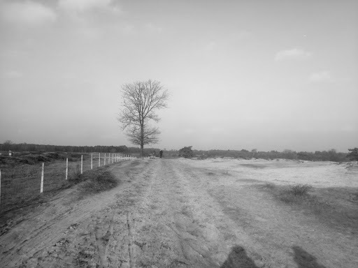Google Photo