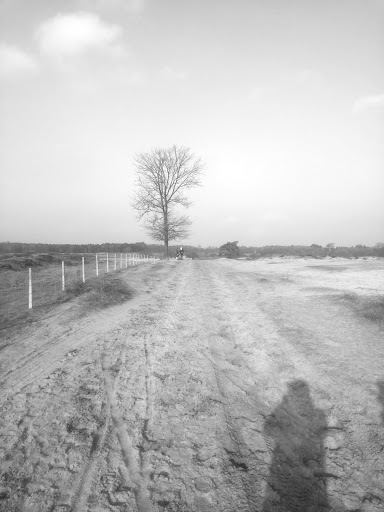 Google Photo