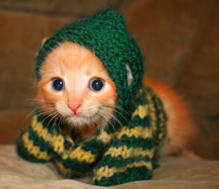 Image result for animals in sweaters