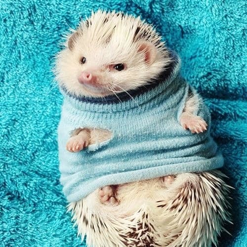 Image result for animals in sweaters