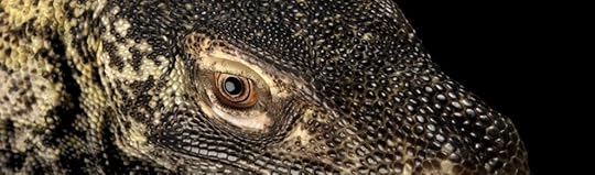 dragon of resistance