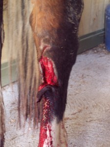 injured