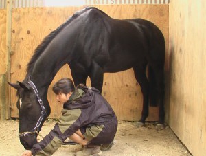 injured horse
