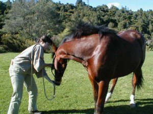 Injured horse