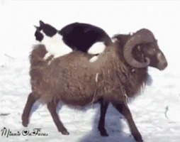 funny cat chilling GIF