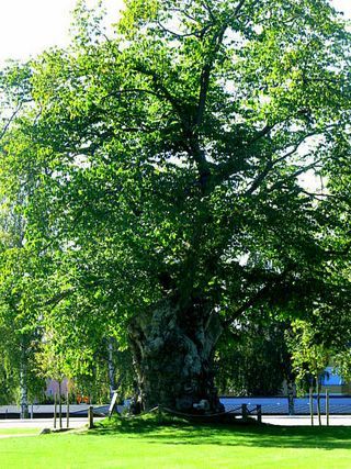 Sweden 2009 277