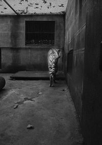 Britta Jaschinski Broken Animals