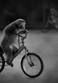 Britta Jaschinski Broken Animals