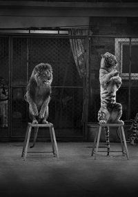 Britta Jaschinski Broken Animals