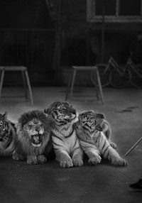 Britta Jaschinski Broken Animals
