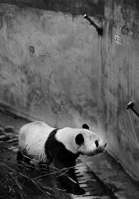 Britta Jaschinski Broken Animals
