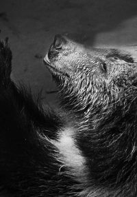 Britta Jaschinski Broken Animals
