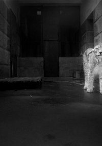 Britta Jaschinski Broken Animals