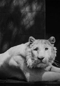 Britta Jaschinski Broken Animals