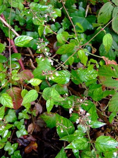 File:Enchanter's nightshade (Circaea lutetiana ) - geograph.org.uk - 931362.jpg