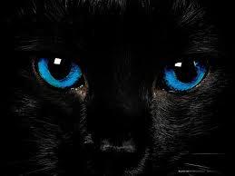 Image result for silver tabby with neon blue eyes