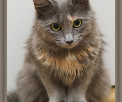 Image result for Nebelung tortoiseshell