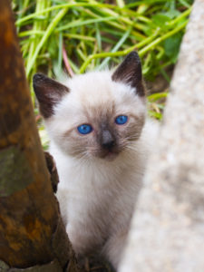 Head shot of a blue eyed Siamese cat on a green background