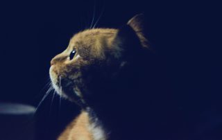 Image result for professional cat photo 