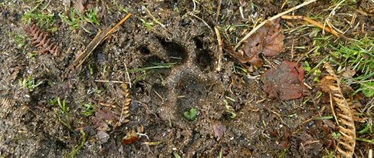 Small paw print in the mud