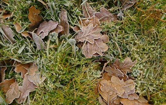 Small frost-rimmed beauty