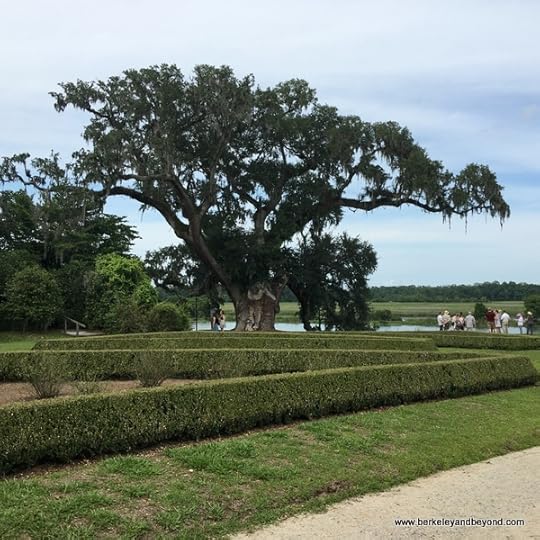 Middleton Oak in The Gardens at Middleton Place plantation in Charleston, South Carolina