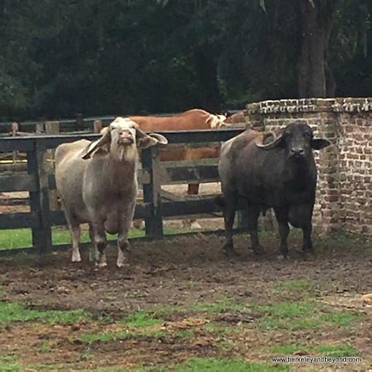 water buffalo in Plantation Stableyards at Middleton Place plantation in Charleston, South Carolina