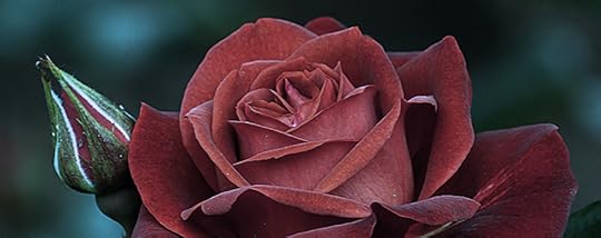 love stories cael kalbrandt valentine's day