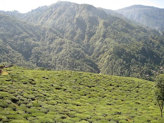 8 Assam Tea Gardens, Things to do in India, Survive Travel