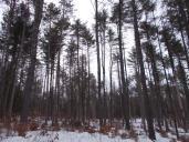 forest 3