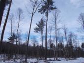 forest 2